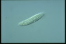 Amphisiella