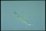 Amphisiella