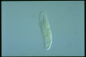 Amphisiella