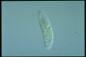 Amphisiella