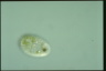 Perispira ovum