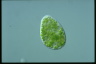 Perispira ovum