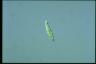 Euglena gracilis