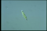 Euglena gracilis