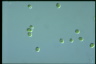 Apatococcus