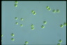 Tetraspora