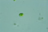 Chlamydomonas