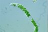 Euglena deses