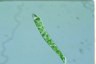 Euglena deses