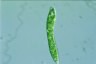 Euglena deses