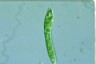 Euglena deses