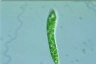 Euglena deses