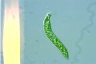 Euglena deses