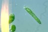 Euglena deses