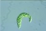 Euglena mutabilis