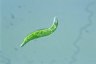 Euglena mutabilis