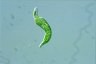 Euglena mutabilis