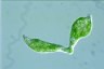 Euglena mutabilis