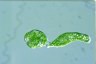 Euglena mutabilis