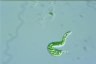 Euglena deses