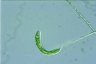 Euglena spirogyra