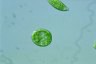 Euglena schmitzii