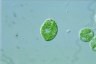 Euglena schmitzii