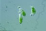 Euglena