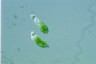 Euglena