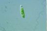 Euglena