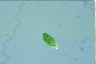 Euglena