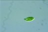 Euglena