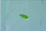 Euglena