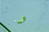 Euglena