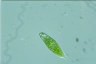 Euglena hemichromata