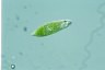 Euglena hemichromata