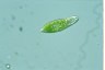 Euglena hemichromata