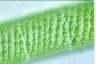 Spirogyra setiformis