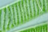 Spirogyra