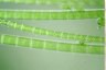 Spirogyra ternata