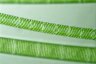 Spirogyra ternata