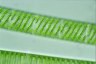 Spirogyra ternata