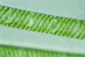 Spirogyra ternata