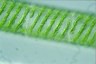 Spirogyra ternata