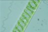 Spirogyra distenta