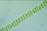 Spirogyra