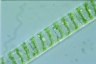 Spirogyra