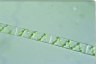 Spirogyra