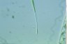 Closterium setaceum