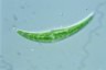 Closterium dianae